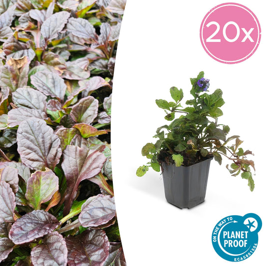 20x Ajuga reptans - Kriechender Günsel - Ø9cm - Pflanzfix24
