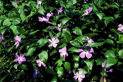 12x Vinca major – Robust & immergrün | Pflanzfix24.de - Pflanzfix24.de