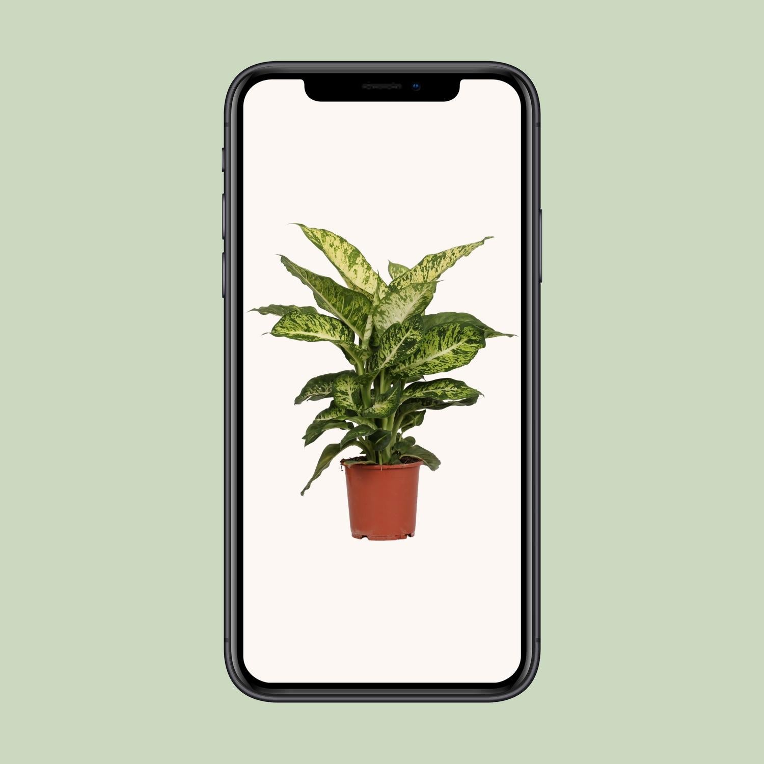 Dieffenbachia Mars - Ø17cm - ↕50cm - Pflanzfix24.de - Pflanzfix24.de