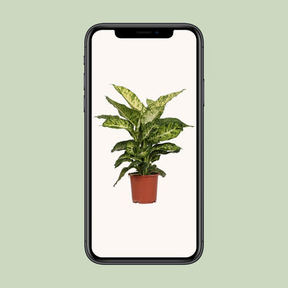 Dieffenbachia Mars - Ø17cm - ↕50cm - Pflanzfix24.de - Pflanzfix24.de