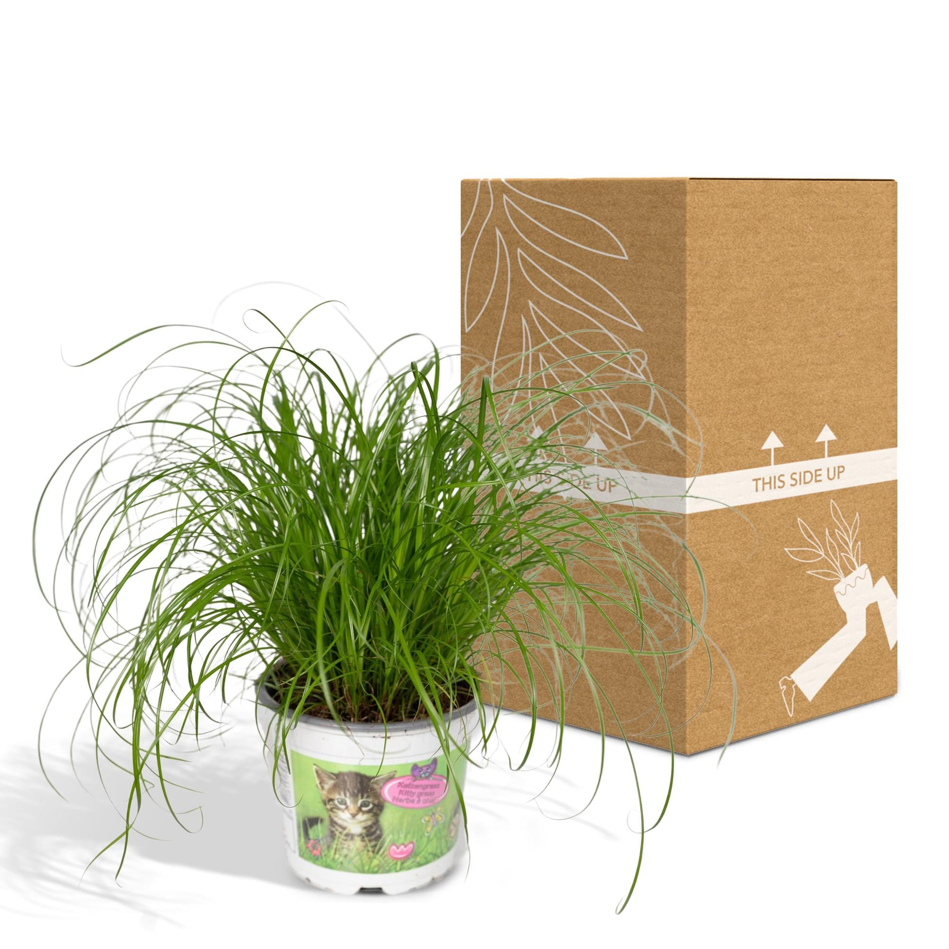 Cyperus Alternifolius - Katzengras - Ø12cm - ↕20cm - Pflanzfix24.de - Pflanzfix24.de