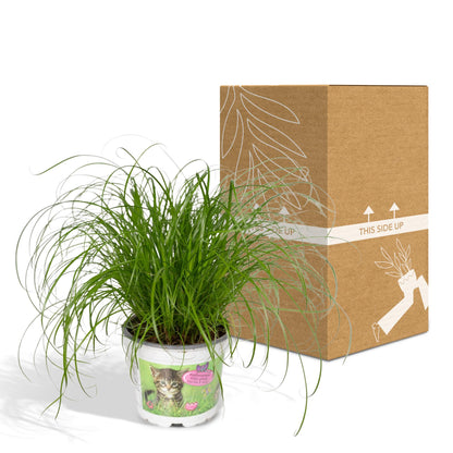 Cyperus Alternifolius - Katzengras - Ø12cm - ↕20cm - Pflanzfix24.de - Pflanzfix24.de