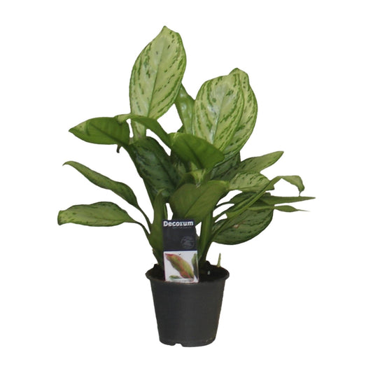 Aglaonema Christina - Ø12cm - ↕30cm bei Pflanzfix24