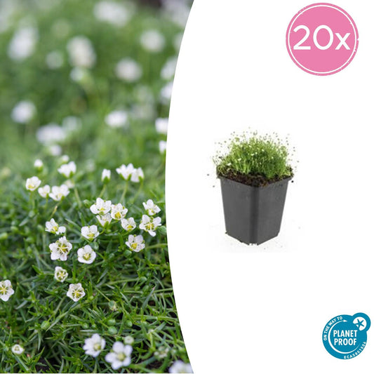 20x Sagina subulata - ↕10-25cm - Ø9cm | Pflanzfix24.de - Pflanzfix24.de