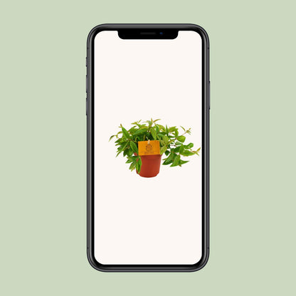 Peperomia Ang. Rocca Vivace - Ø11cm - pflanzfix24