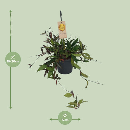 Hoya Carnosa Compacta - Ø19cm - ↕20cm - Pflanzfix24