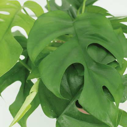 Monstera Minima 2er-Set Ø15cm – Lochpflanze | Pflanzfix24.de - Pflanzfix24.de