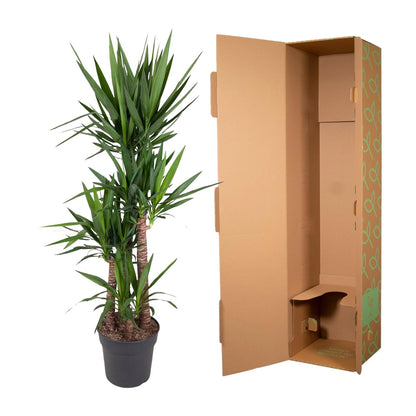 Yucca Elephantipes 180 cm – Pflanzfix24.de - Pflanzfix24.de