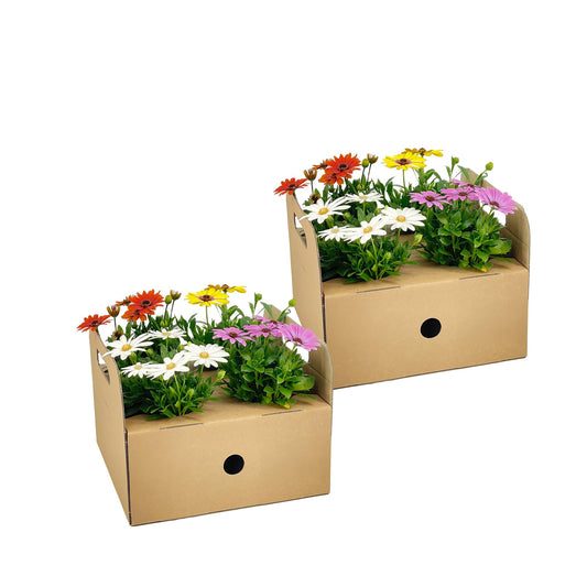 8x Osteospermum ecklonis Mix Ø12 cm - ↕20 cm bei Pflanzfix24