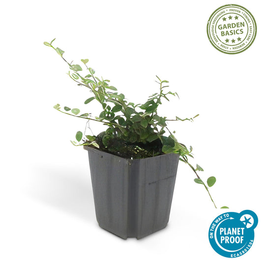 12x Cotoneaster pr. 'Queen of Carpets' | Bodendecker im Topf – Pflanzfix24.de - Pflanzfix24.de