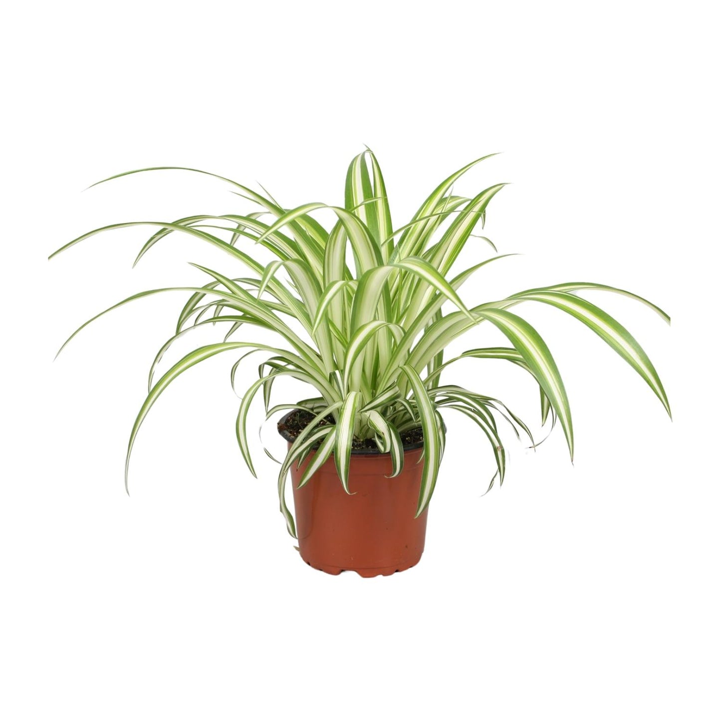 Chlorophytum - Ø12cm - ↕25cm bei Pflanzfix24.de - Pflanzfix24.de