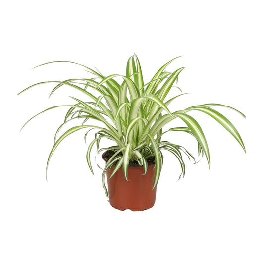 Chlorophytum - Ø12cm - ↕25cm bei Pflanzfix24.de - Pflanzfix24.de