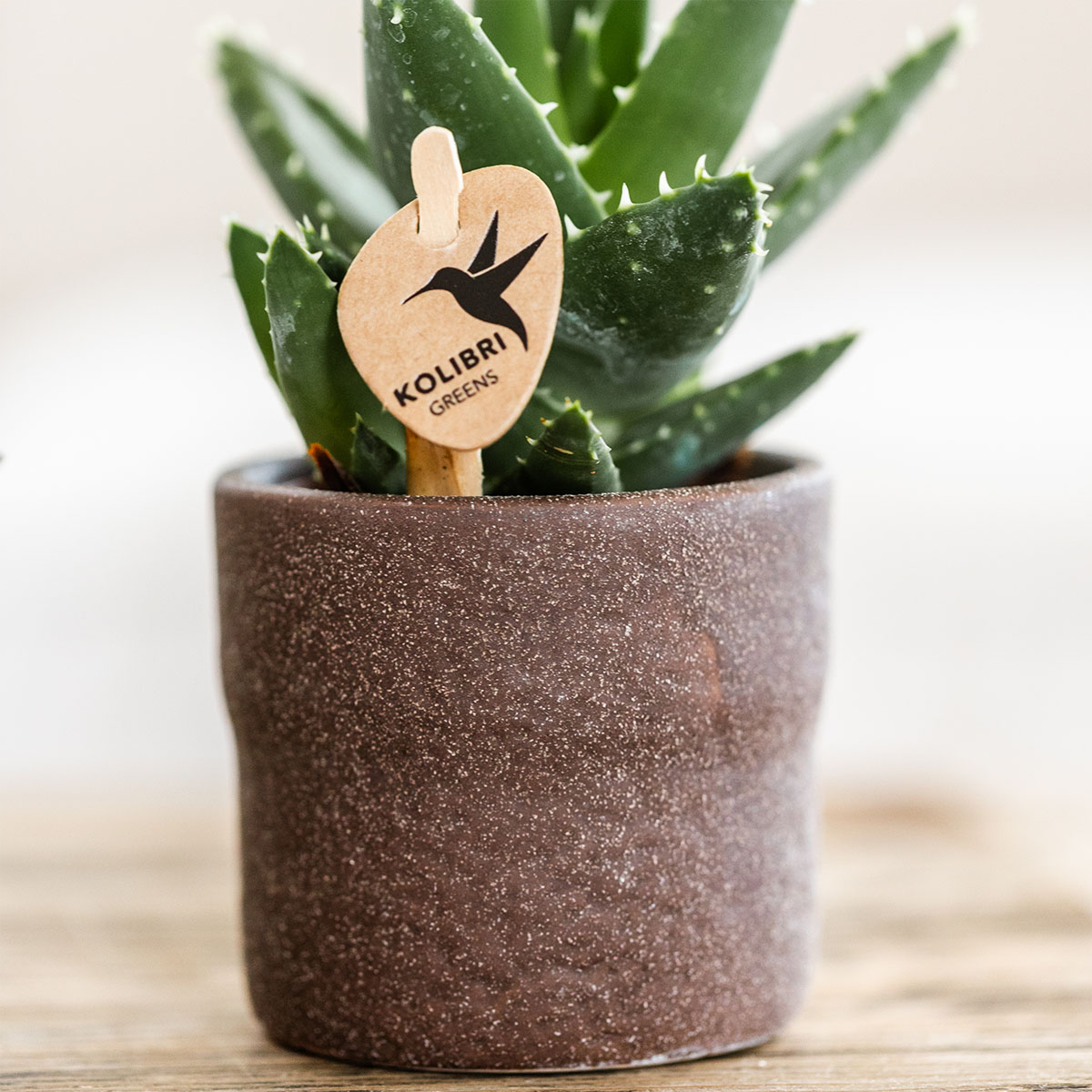 pflanzfix24 | Rustic Zierpflanztopf - Brown - Ø6cm