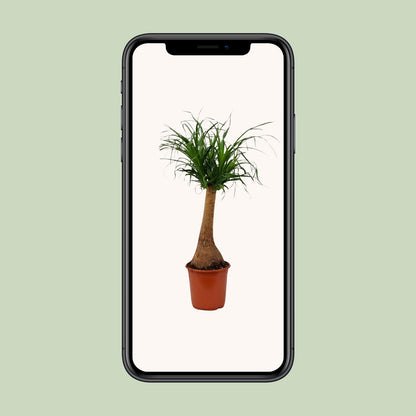 Beaucarnea Recurvata - Ø21cm - ↕65cm bei Pflanzfix24
