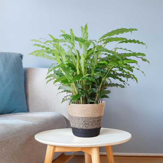 Calathea Rufibarba mit Korb Lissabon schwarz - 55cm - Ø17 - Pflanzfix24