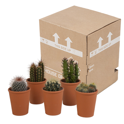 Kakteenmischung 5,5 cm - 5x - in terracotta pot - Pflanzfix24.de - Pflanzfix24.de
