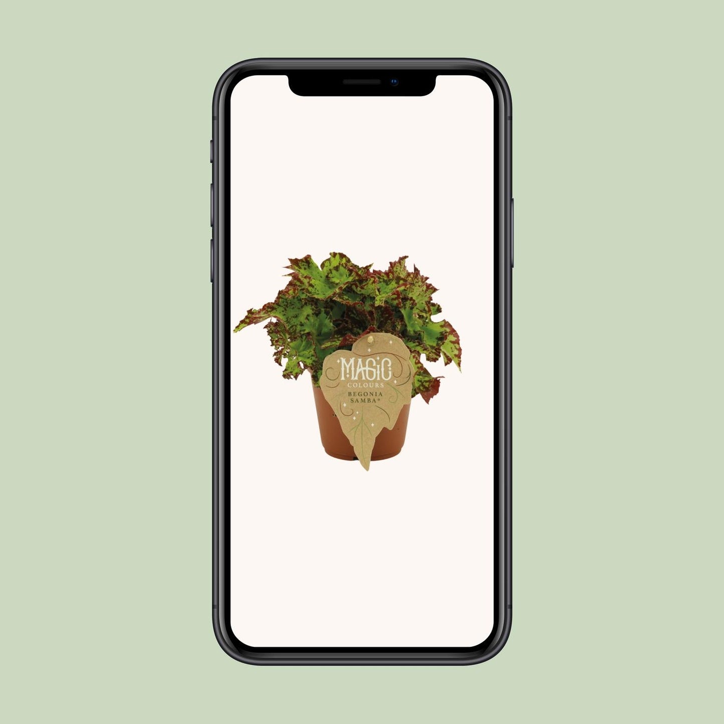 Begonia Rex Samba - Ø12 ↕25 bei Pflanzfix24