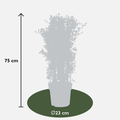 Pyracantha coccinea Red Star - Ø23cm - ↕75cm - Pflanzfix24