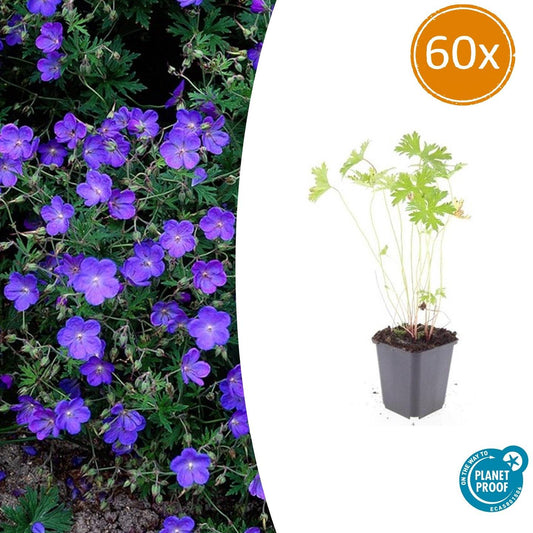 60x Geranium 'Johnson's Blue' - Pflanzfix24