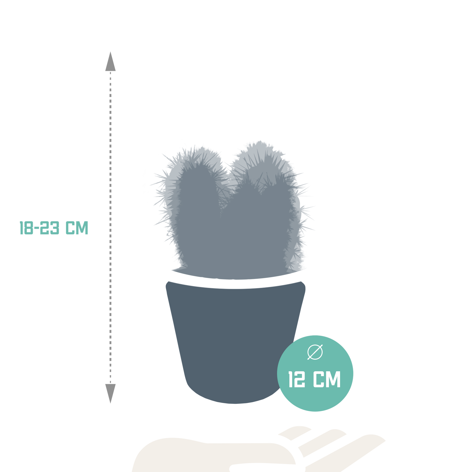 Cereus-Mischung 10,5 cm - 3x - in witte pot - Pflanzfix24.de - Pflanzfix24.de
