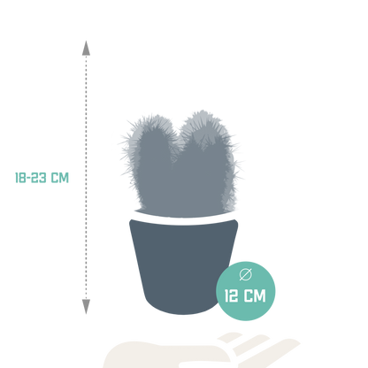 Cereus-Mischung 10,5 cm - 3x - in witte pot - Pflanzfix24.de - Pflanzfix24.de