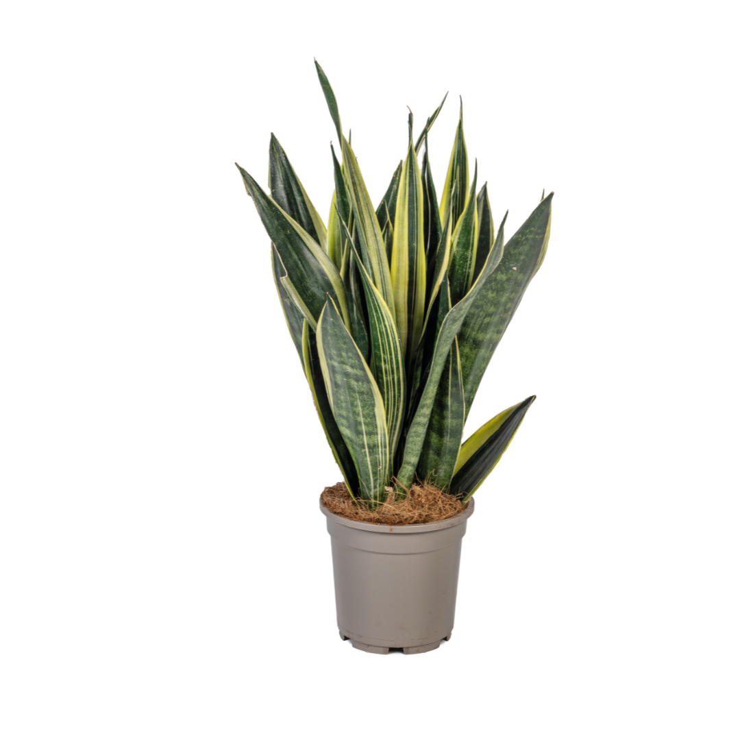 Sansevieria Trifasciata Canary Ø17cm | Pflanzfix24.de - Pflanzfix24.de