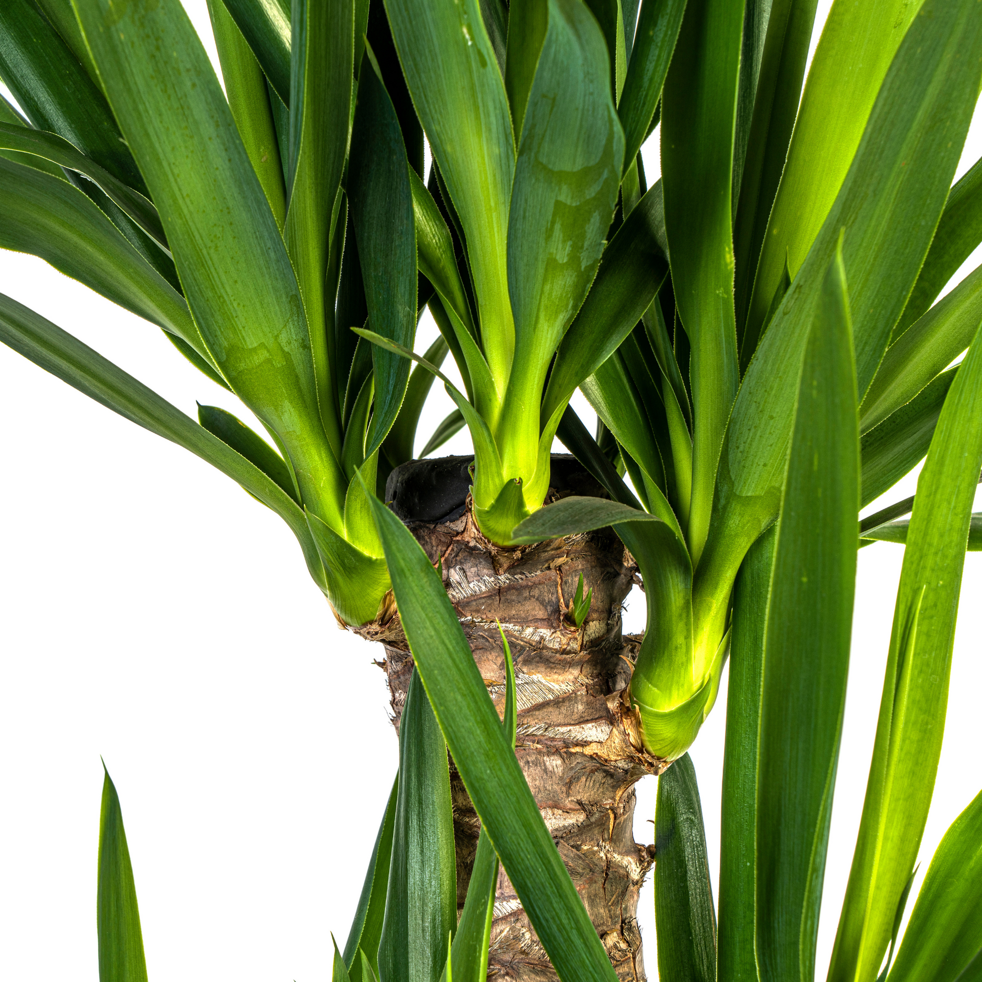 Yucca Elephantipes Ø21cm | Zimmerpflanze 90-110cm – Pflanzfix24.de - Pflanzfix24.de
