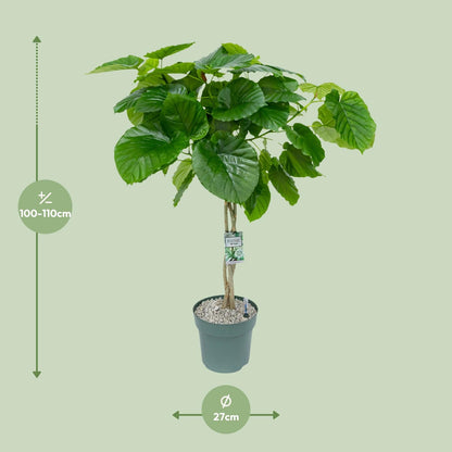 Ficus Umbellata (Gevlochten) - Ø27cm - ↕120cm - Pflanzfix24