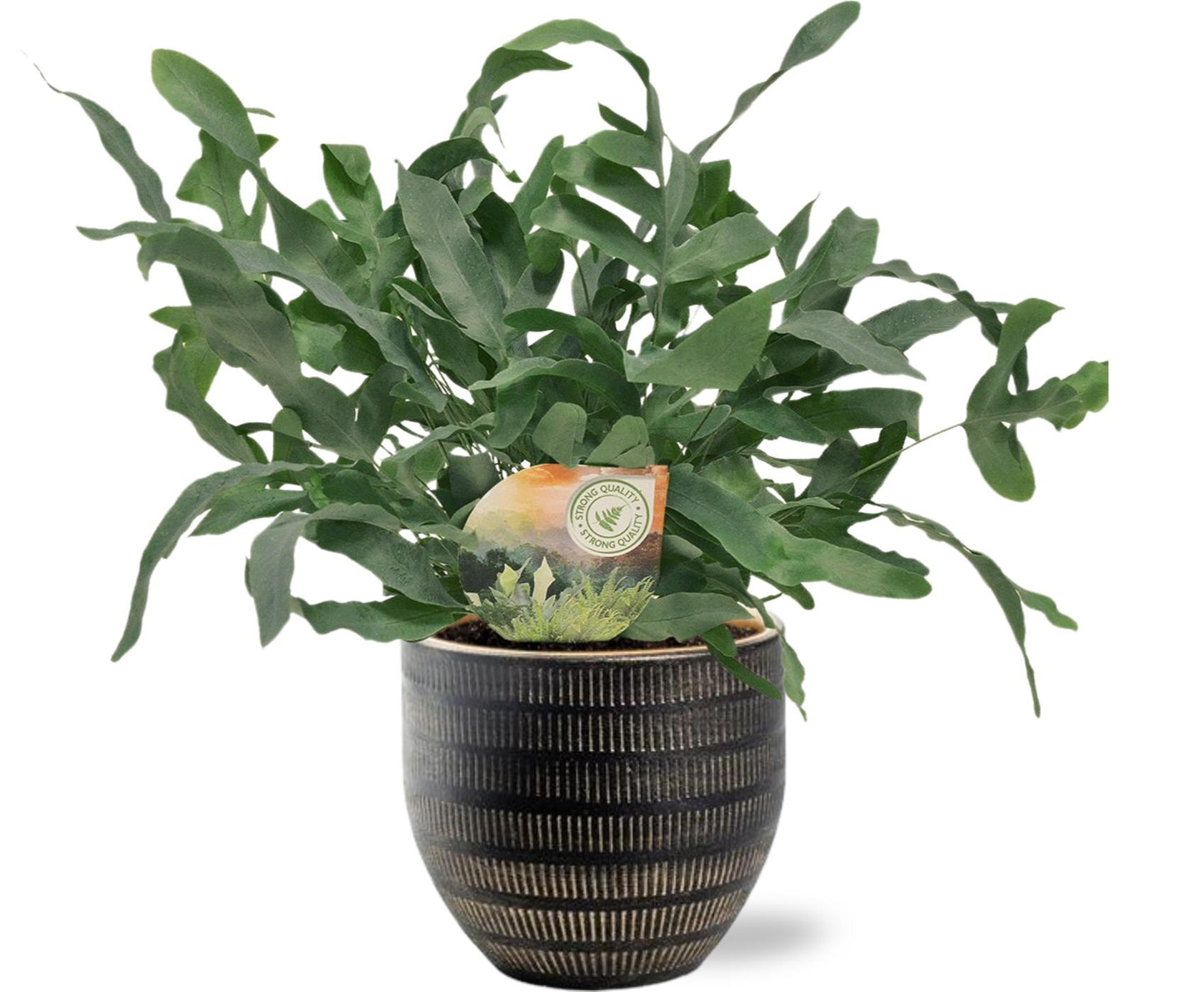 Phlebodium Blue Star Ø12cm + schwarzer Beau Pot D14x13cm – Pflanzfix24