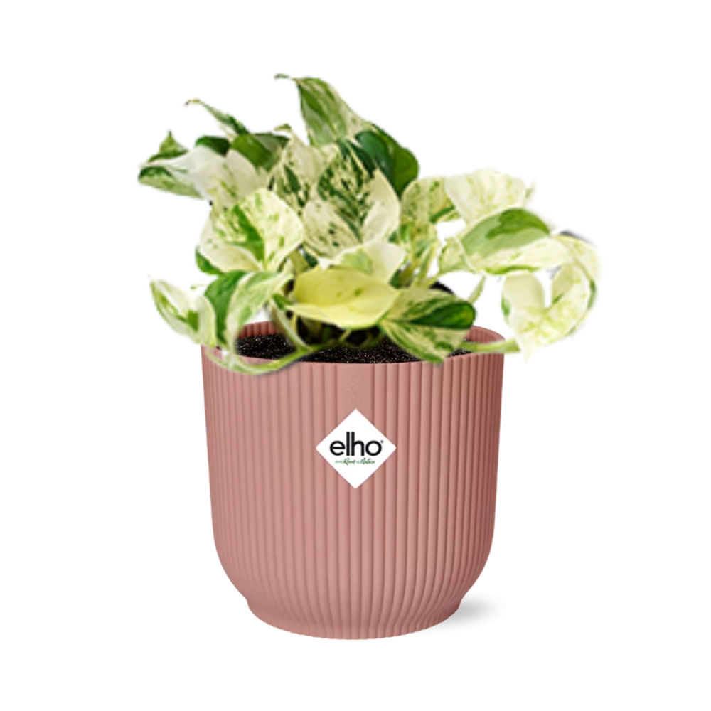 Epipremnum Pinnatum Happy Leaf in ELHO Vibes Fold 14cm roze bei Pflanzfix24