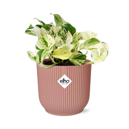 Epipremnum Pinnatum Happy Leaf in ELHO Vibes Fold 14cm roze bei Pflanzfix24