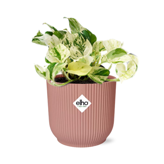 Epipremnum Pinnatum Happy Leaf in ELHO Vibes Fold 14cm roze bei Pflanzfix24