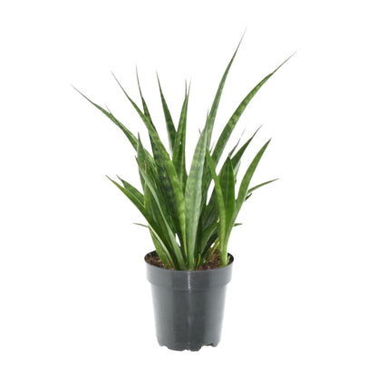 Sansevieria kirkii 'Friends' Ø12cm 38cm – Bogenhanf | Pflanzfix24.de - Pflanzfix24.de