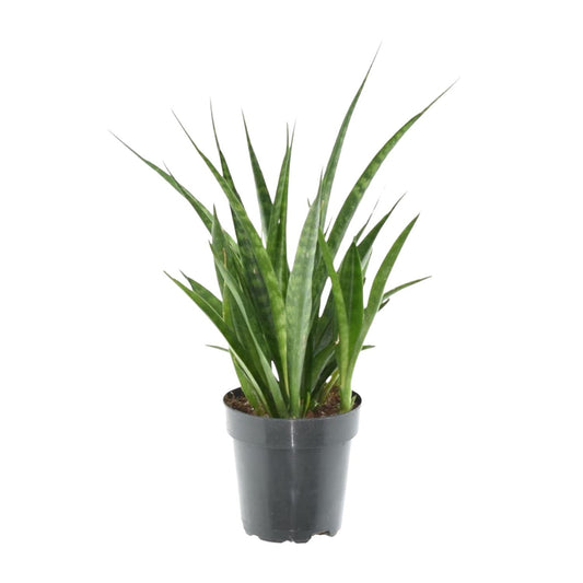 Sansevieria kirkii 'Friends' Ø12cm 38cm – Bogenhanf | Pflanzfix24.de - Pflanzfix24.de