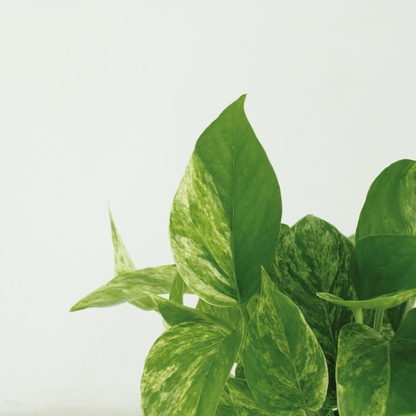 Epipremnum Marble Queen - 4 Stücke - Pflanzfix24.de - Pflanzfix24.de