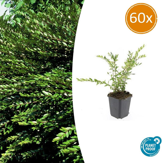 60x Lonicera pileata - ↕10-25cm - Ø9cm von Pflanzfix24.de - Pflanzfix24.de