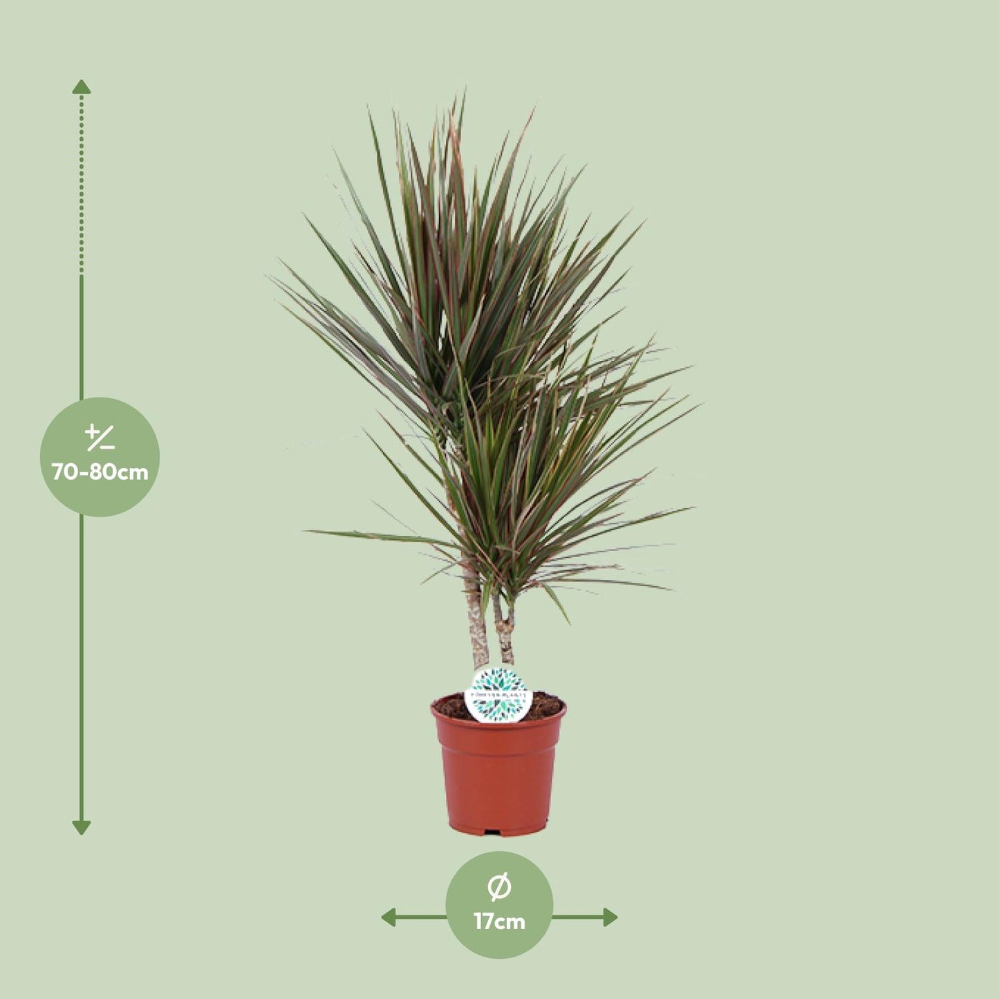Dracaena Bicolor - Ø17cm - ↕75cm | pflanzfix24