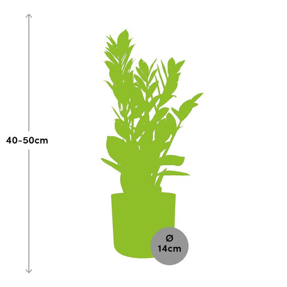 Zamioculcas - Hoogte 45-50 in ELHO b.for soft rond 14cm brique - Pflanzfix24