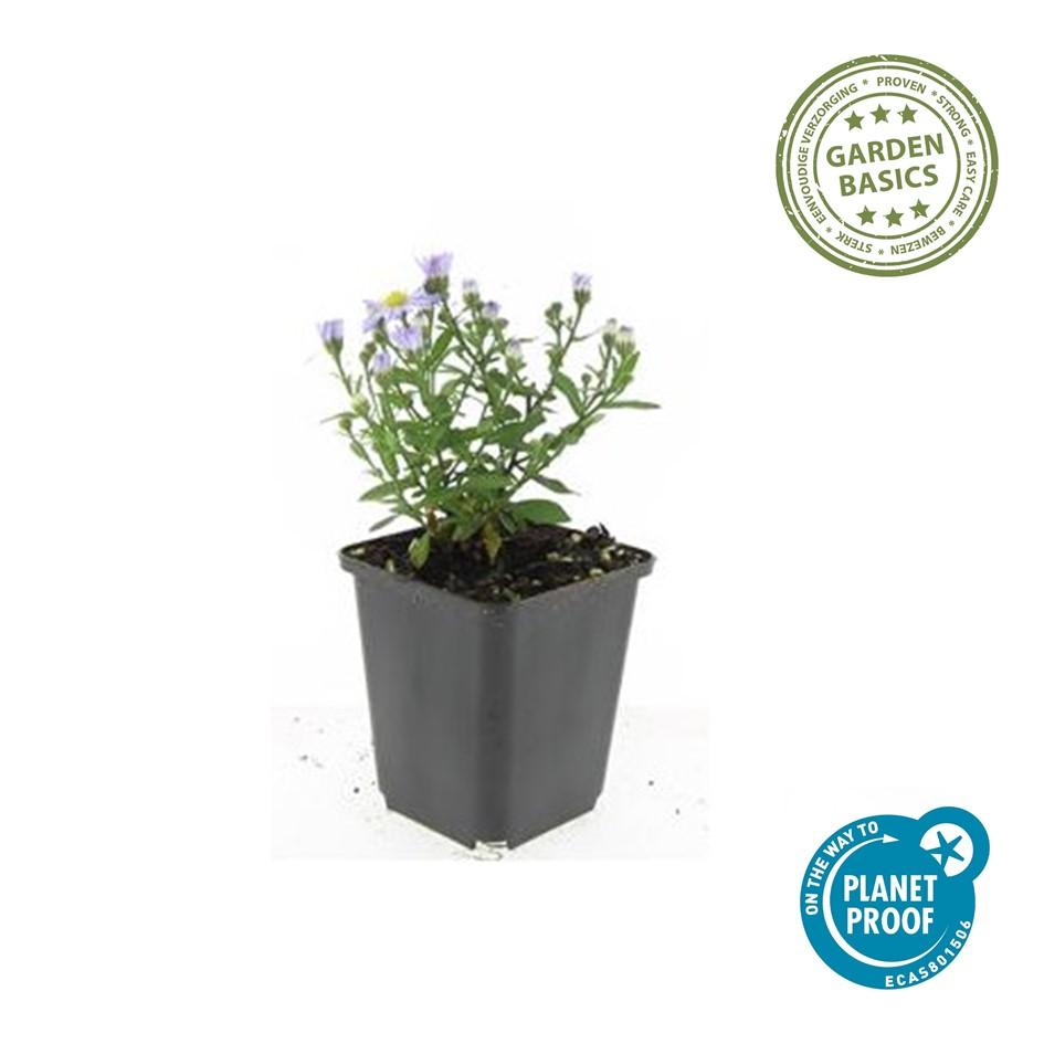 "20x Premium Herbstaster 'Prof. Anton Kippenberg' von Pflanzfix24.de - ↕10-25cm - Ø9cm" - Pflanzfix24.de