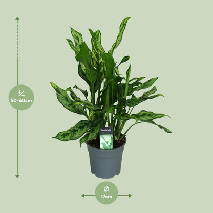 Aglaonema Maria - Ø17cm - ↕55cm - Pflanzfix24