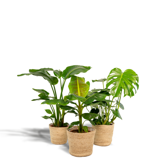 Tropischer Zimmerpflanzen Mix - Monstera, Alocasia, Strelitzia & Korb - Pflanzfix24