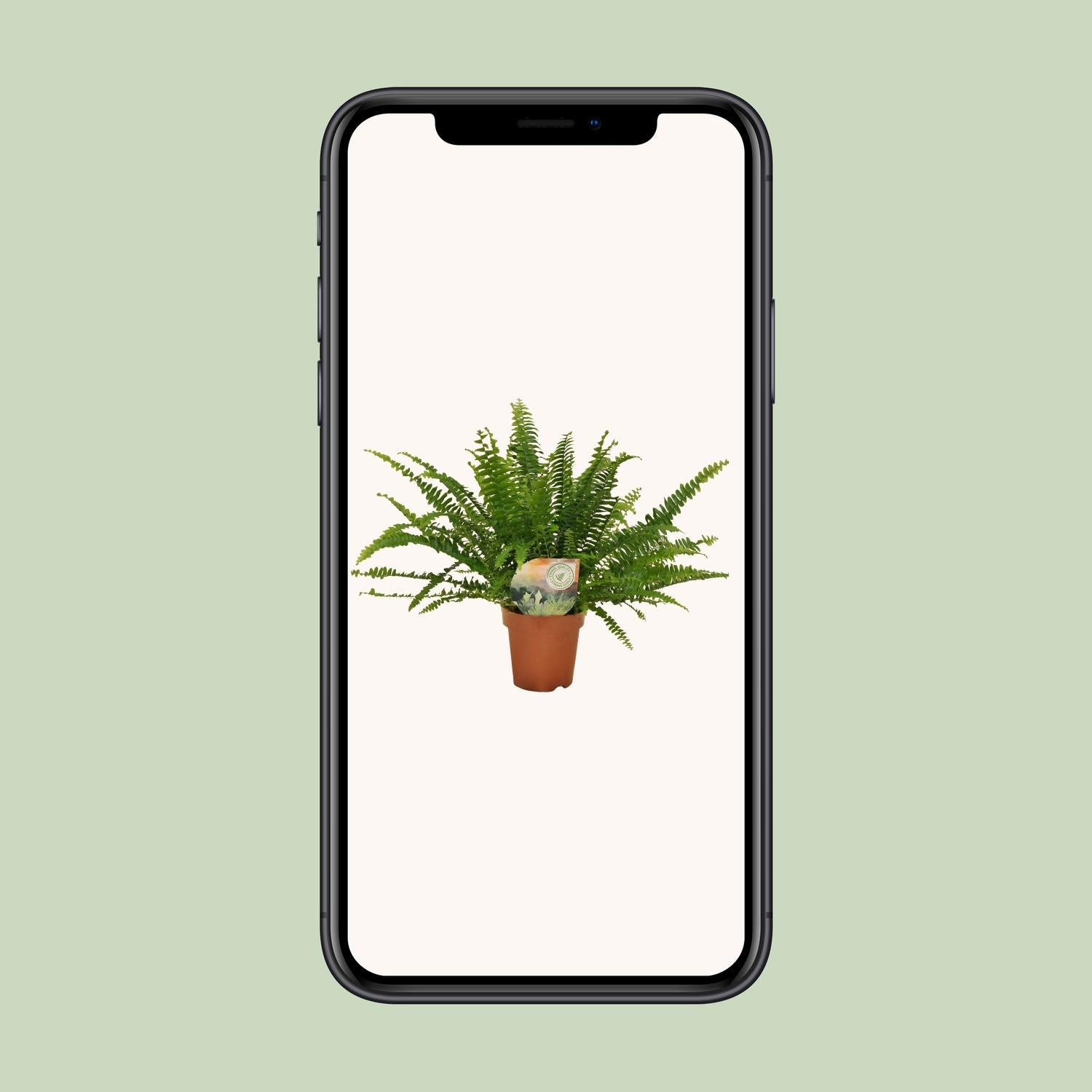 Nephrolepis „Grüne Dame“ Boston-Farn Ø12cm | Pflanzfix24.de - Pflanzfix24.de