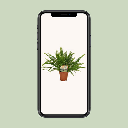 Nephrolepis „Grüne Dame“ Boston-Farn Ø12cm | Pflanzfix24.de - Pflanzfix24.de