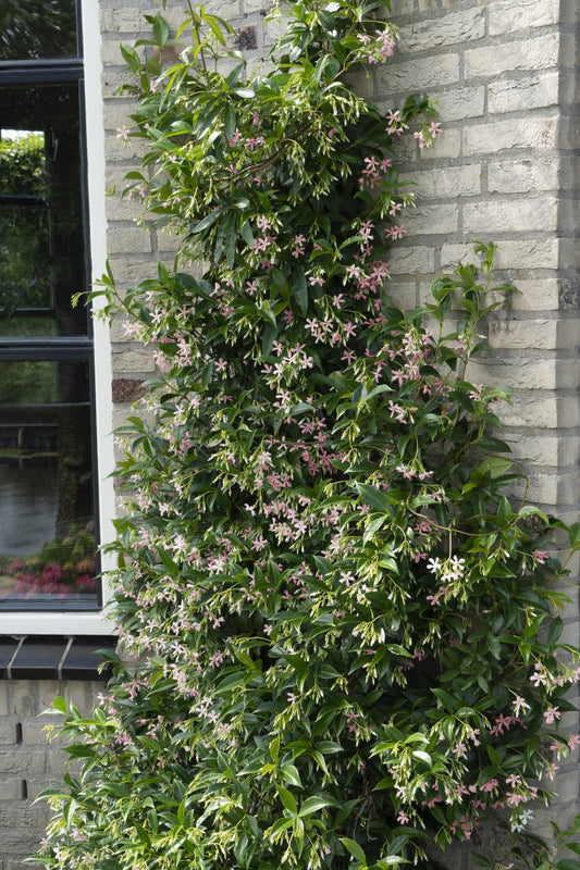 3x Trachelospermum Mix - pflanzfix24