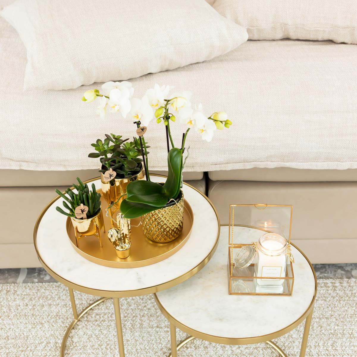 Phalaenopsis Orchidee Weiß mit Goldtopf Ø9cm – Pflanzfix24.de - Pflanzfix24.de