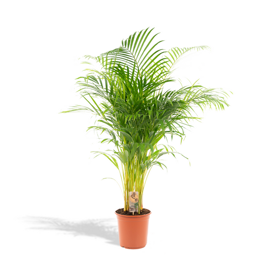Areca-Palme - Ø21cm - ↕130cm - Pflanzfix24.de - Pflanzfix24.de