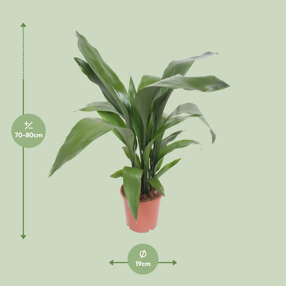 Aspidistra Elatior - Ø19cm - ↕80cm - Pflanzfix24