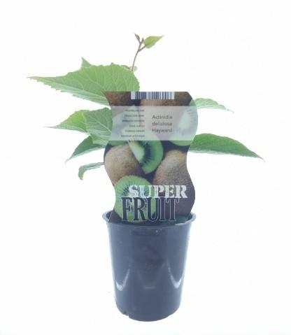 Actinidia Hayward (12071) - Pflanzfix24