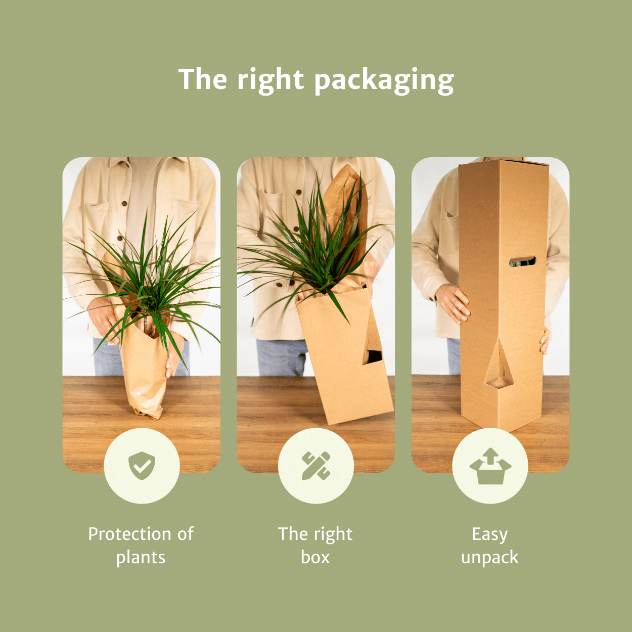 Tillandsia Air Mix - 20 Stück - 6cm - ø6 - Pflanzfix24
