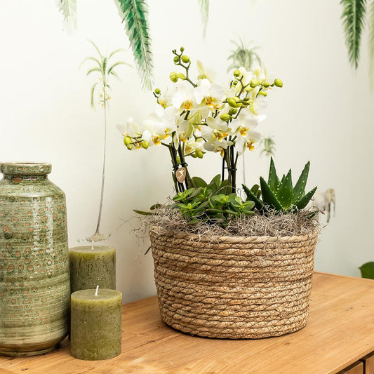 Rosa Orchideen-Set im Schilfkorb mit Wassertank – 3x Orchidee & 3x Grünpflanze | Pflanzfix24.de - Pflanzfix24.de